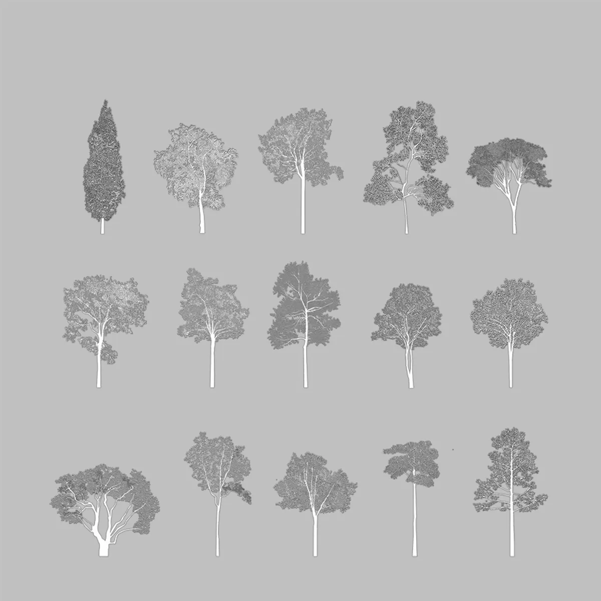 Broadleaf Trees Elevation