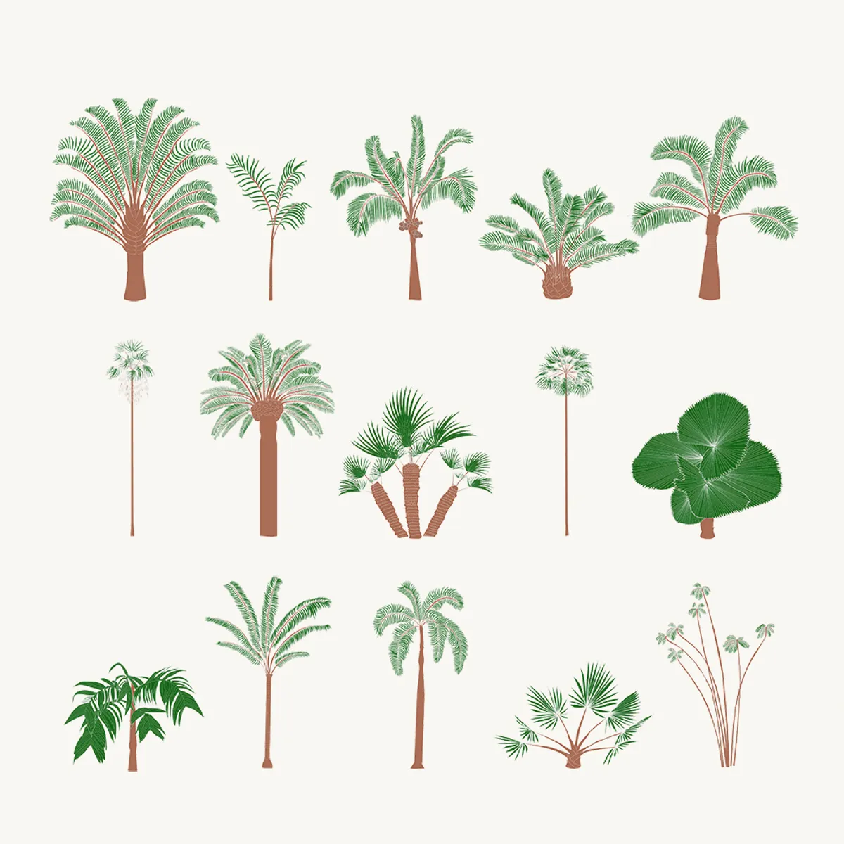 Palm Tree Elevation Color