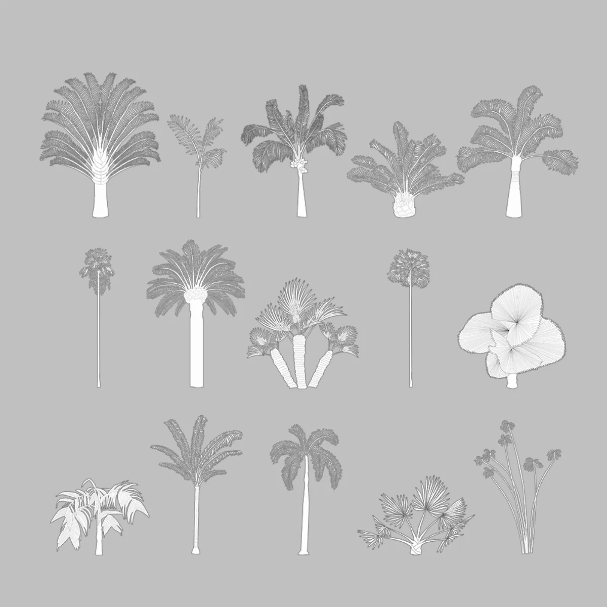 Palm Tree Elevation Line