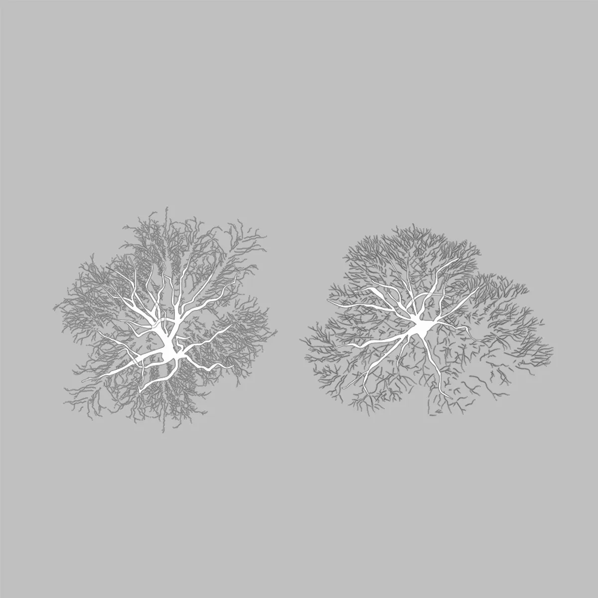 Winter trees top view line